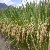 SRI-grown Rice in China