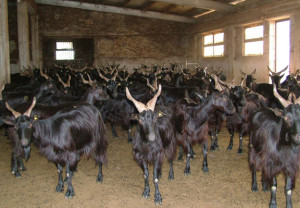 Cilentana Goats, Italy