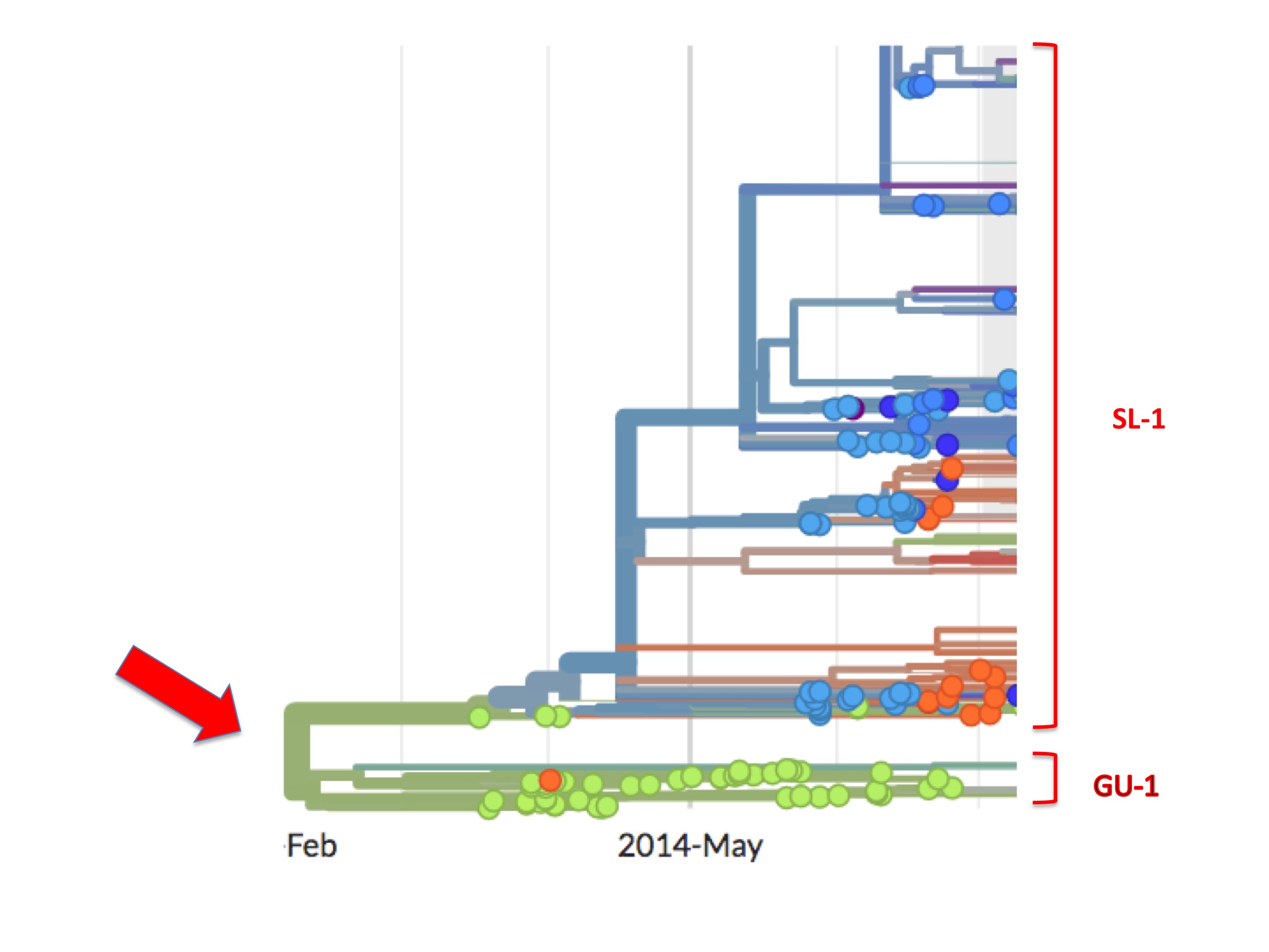 Close-up of the origin from Nextstrain's Ebola page. The putative origin is indicated by the red arrow