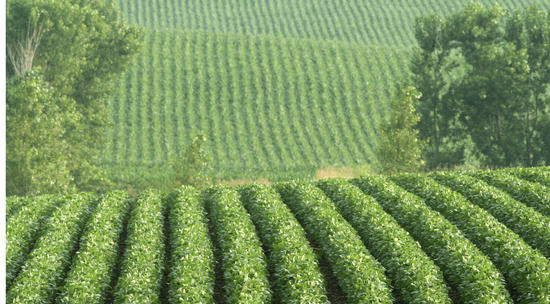 Roundup Ready 2 Soybeans