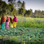 Growing leafy greens in India
