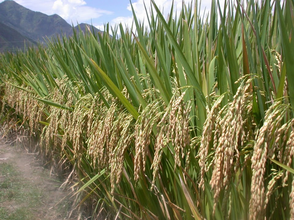 SRI-grown Rice in China