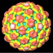 Cauliflower Mosaic Virus