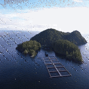Salmon Farming