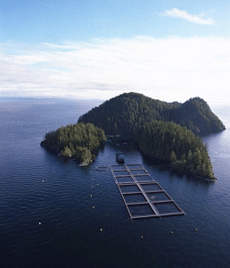 Salmon Farming