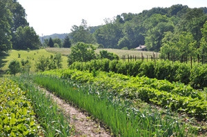 Vegetables growing