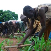Weeding maize in Burkina Faso