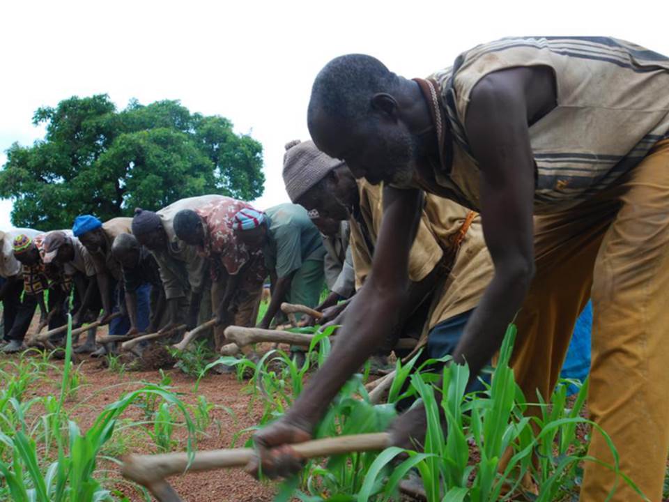 Weeding maize in Burkina Faso