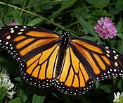 Monarch (Male, Danaus Plexippus)