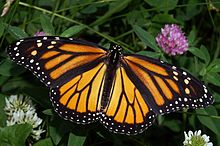 Monarch (Male, Danaus Plexippus)