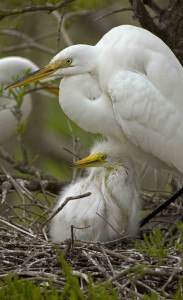 Great Egret (Casmerodius albus)