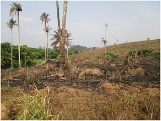 Guinea Forest Region in 2014