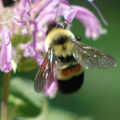 Bombus affinis, the Rusty-Patched Bumblebee