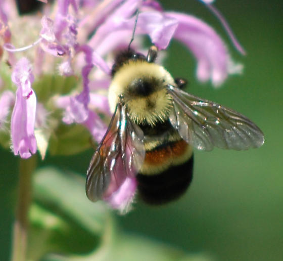Bombus affinis, the Rusty-Patched Bumblebee
