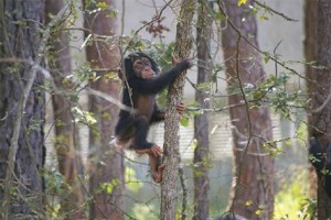 Tracy at Chimp Haven