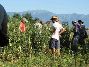 Farmer Tomato Breeders