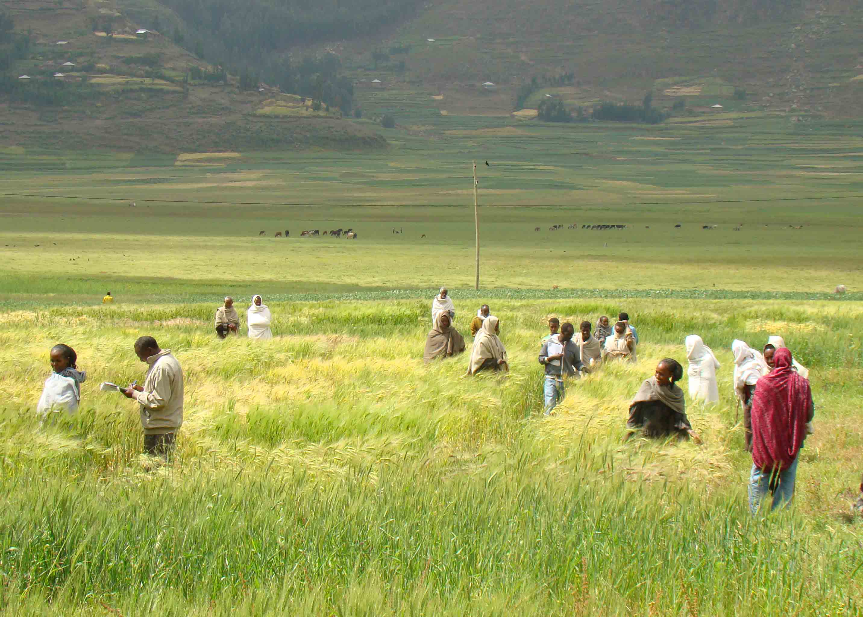 Wheat Breeding