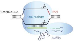 crispr-cas9