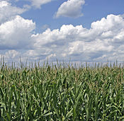 Ohio corn field