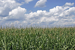 Ohio corn field