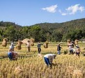 Rice Farming