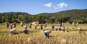 Rice Farming