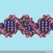 DNA double helix