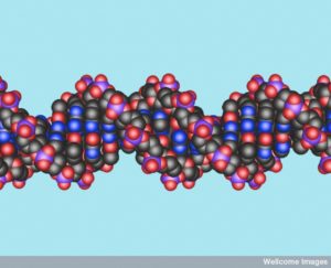 DNA double helix