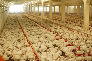 A factory chicken farm