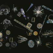 Phytoplankton