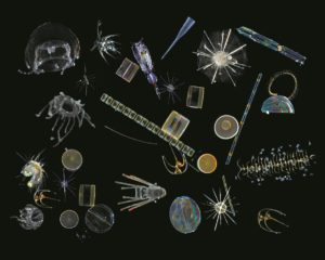 Phytoplankton