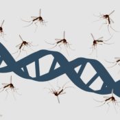 Mosquito and DNA