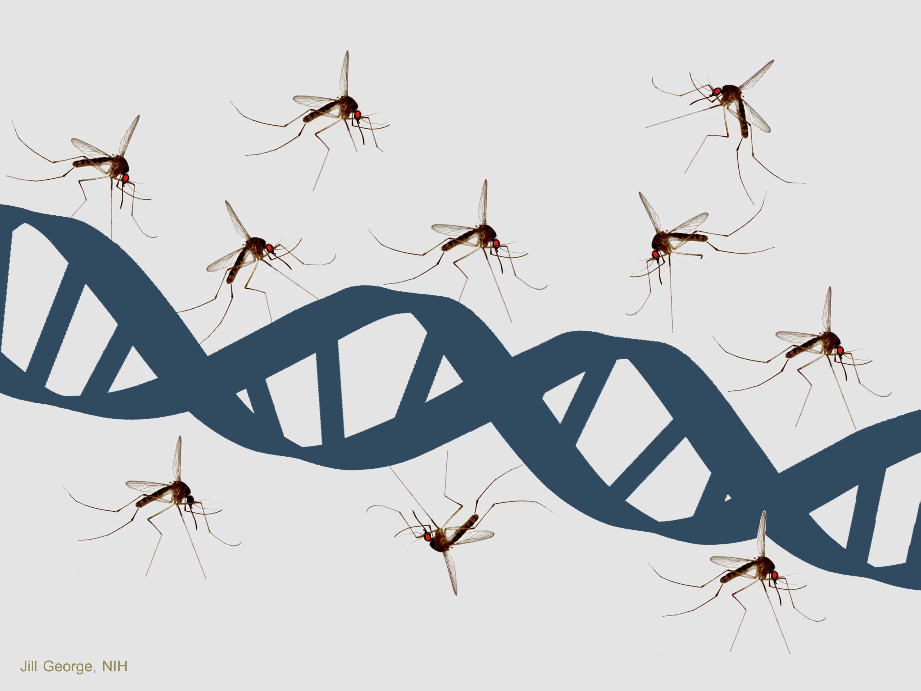 Mosquito and DNA