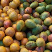 Mangoes from Mexico