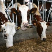 animal feed supplementation