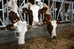 animal feed supplementation