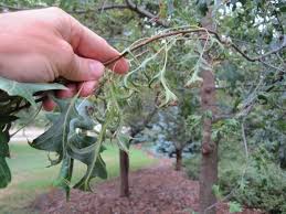 Dicamba drift tree damage