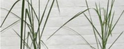 Parent Golden Rice