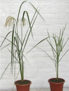 Parent (left) Golden Rice (right)