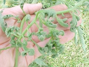 Banvel Injury on tomato