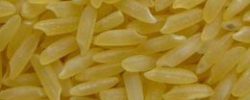 golden rice