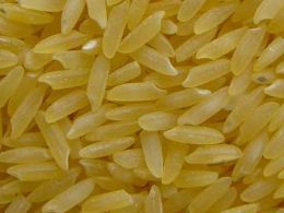 golden rice