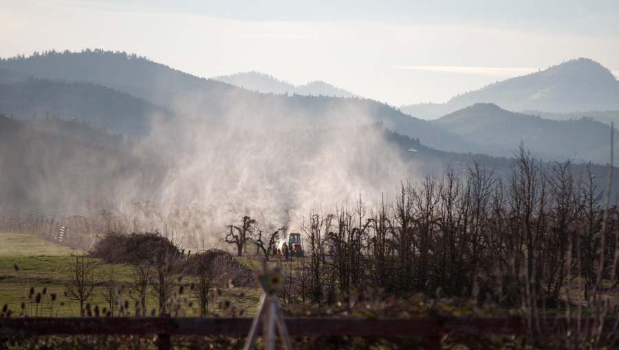 Glyphosate application to pear trees (Credit: Chris Hardy)