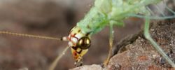 Green Lacewing (Photo credit: Joseph Berger)