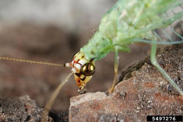 Green Lacewing (Photo credit: Joseph Berger)