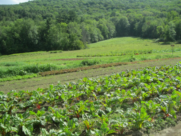 No-till Swiss Chard, Woven Roots Farm