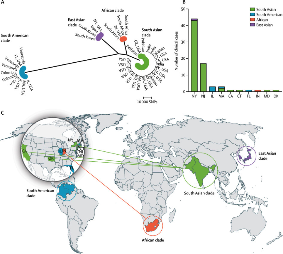 Distribution of Candida auris clades in the United States.