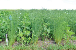 Intercropping, here soybean and flax, can increase and diversify the soil microbiota to exclude pathogenic fungi. Photo: Alexis Stockford)