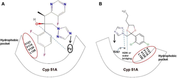 Diagram showing similar mode of action in triazoles between medical (A) and agricultural (B) applications. From Chowdhary et al. (2013).