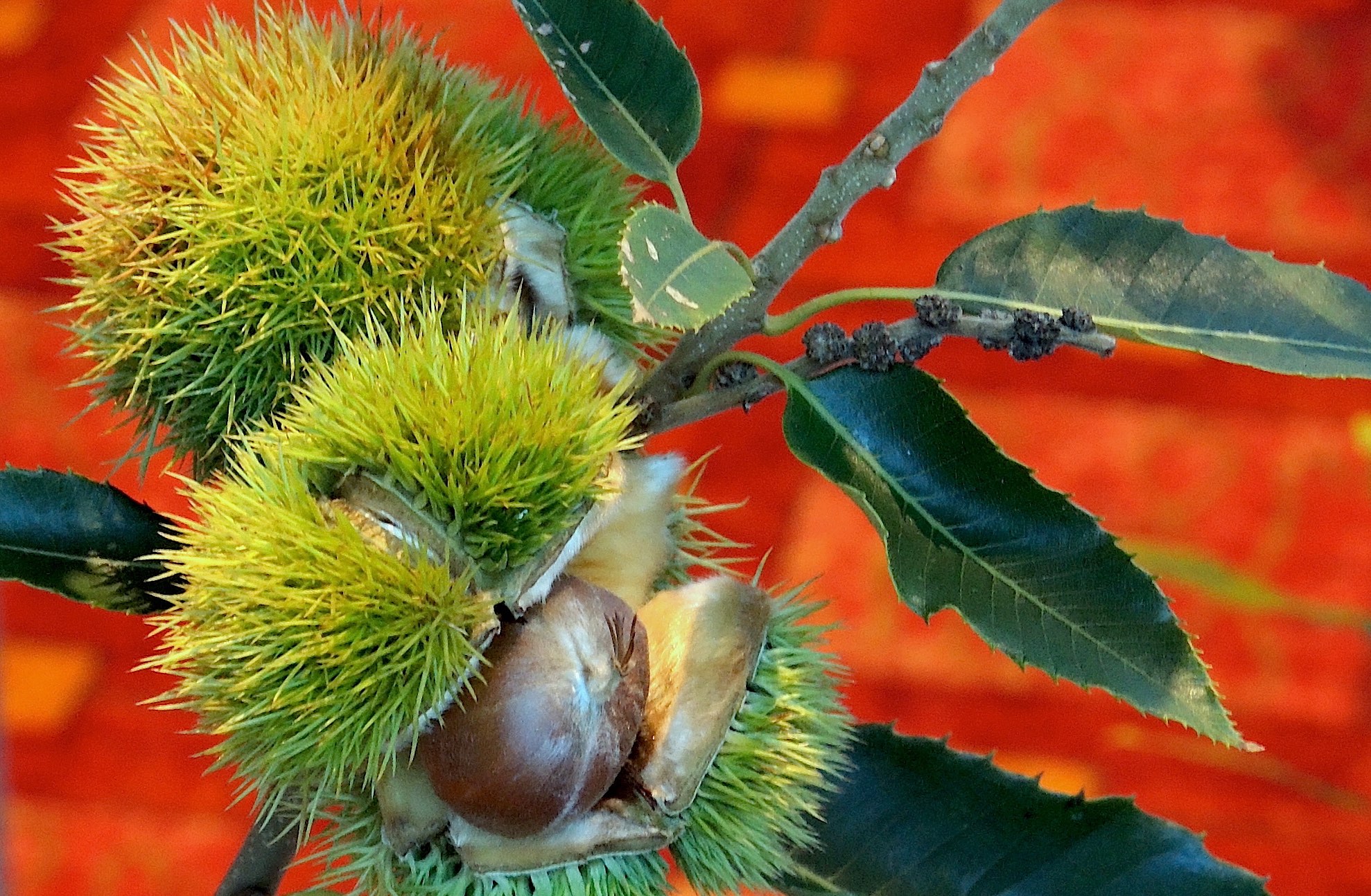 Graft of an American-Chinese Chestnut hybrid. Photolangelle.org